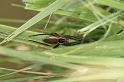 Dolomedes_fimbriatus_D5110_Z_88_Canal du Nivernais_Frankrijk